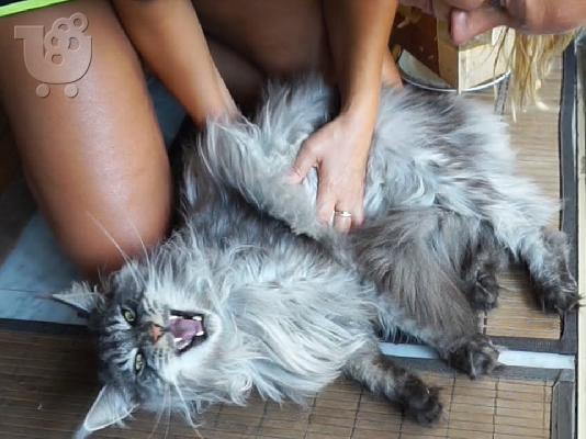 PoulaTo: Main Coon Kittens